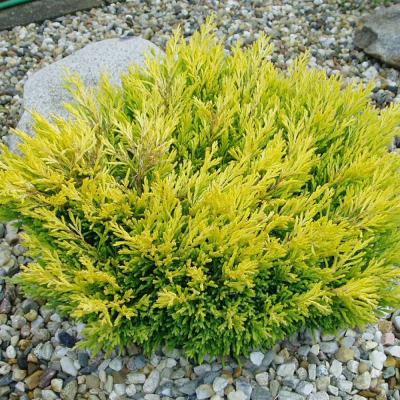 Можжевельник скальный Лайм Глоу, 2 года